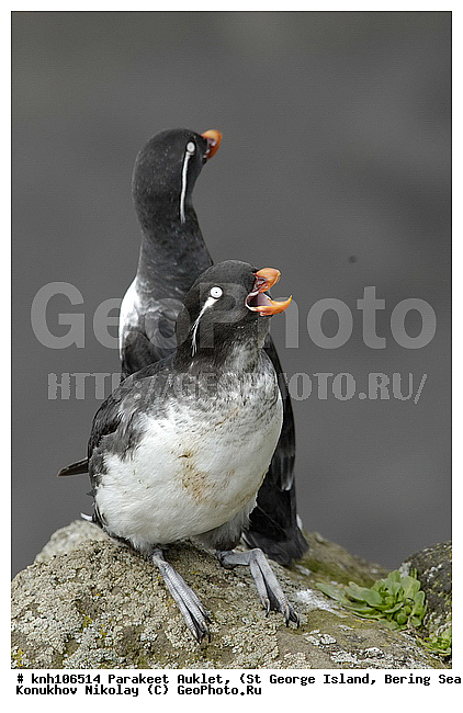 Cyclorrhynchus psittacula, Parakeet Auklet, ����������, ��������� ����, ������ ������� �������, ������� �����, ������� �����, ������, ���, DONE, ����������, Alcidae, Aethia psittacula, ����������� ������� ��������, XYZ