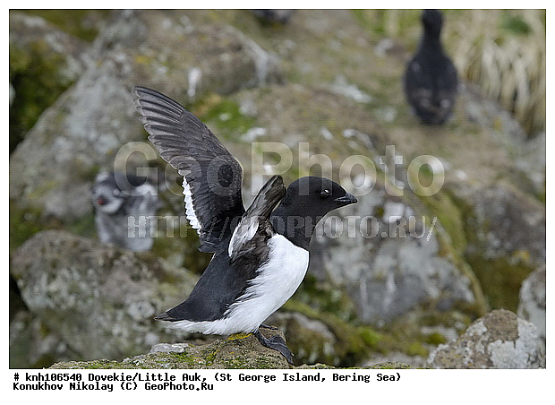 Alle alle, Dovekie, Little Auk, ��������� ����, �����, ������ ������� �������, ������� �����, ������� �����, ������, ���, DONE, ����������, Alcidae, ����� �������, Plautus alle, ����������� ������� ��������, XYZ