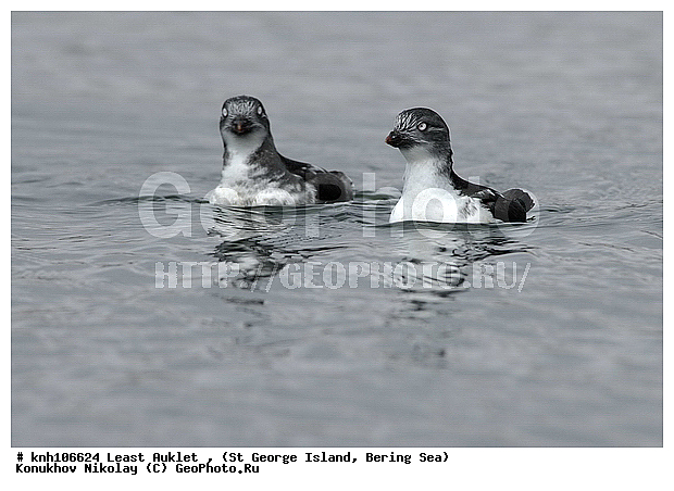 Aethia pusilla, Least Auklet, ��������� ����, ������-������, ������ ������� �������, ������� �����, ������� �����, ������, ���, DONE, ����������, Alcidae, ��������� ������, ����������� ������� ��������, XYZ