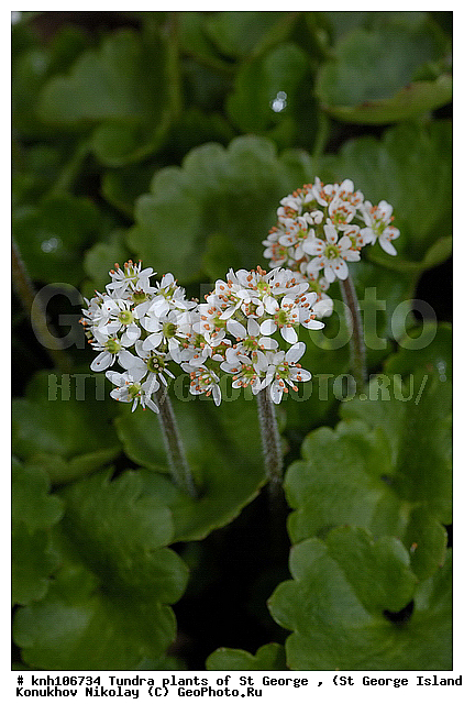 Tundra flowers, ��������� ����, ���������� ��������, ������ ������� �������, �������� ������, ������ ��������, �����, ��������,  ���������� ��������,  ������, �����, DONE, �������������, Saxifragaceae, ���������� ��������, Saxifraga punctata, ����������� ������� ��������, XYZ
