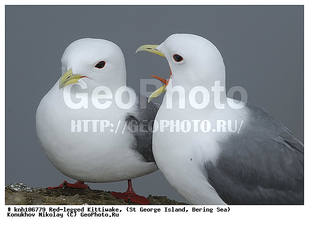 Red-legged Kittiwake, Rissa brevirostris, ��������� ����, ���������, ������ ������� �������, ������� �����, ������� �����, ������, ���, DONE, ��������, Laridae, ����������� ���������, ����������� ������� ��������, XYZ