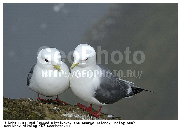 Red-legged Kittiwake, Rissa brevirostris, ��������� ����, ���������, ������ ������� �������, ������� �����, ������� �����, ������, ���, DONE, ��������, Laridae, ����������� ���������, ����������� ������� ��������, XYZ