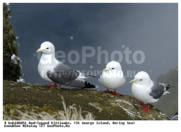 Red-legged Kittiwake, Rissa brevirostris, ��������� ����, ���������, ������ ������� �������, ������� �����, ������� �����, ������, ���, DONE, ��������, Laridae, ����������� ���������, ����������� ������� ��������, XYZ