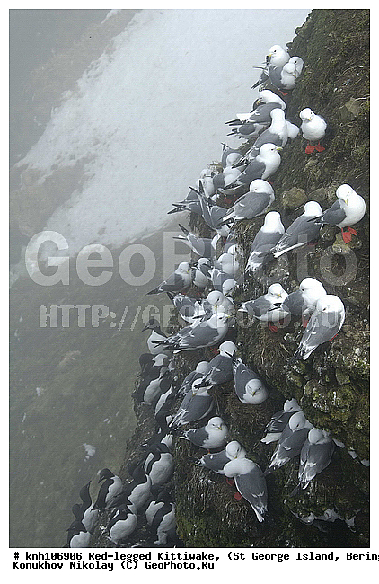 Red-legged Kittiwake, Rissa brevirostris, ��������� ����, ���������, ������ ������� �������, ������� �����, ������� �����, ������, ���, DONE, ��������, Laridae, ����������� ���������, ����������� ������� ��������, XYZ
