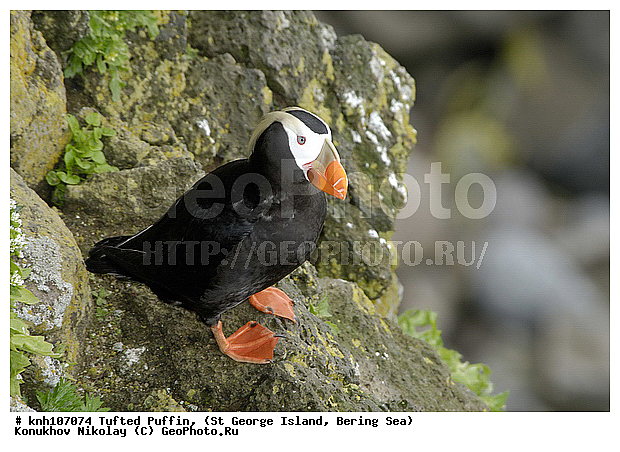 Lunda cirrhata, Tufted Puffin, ��������� ����, ������ ������� �������, �������, ������� �����, ������� �����, ������, ���, DONE, ����������, Alcidae, �������, Fratercula cirrhata, ����������� ������� ��������, XYZ