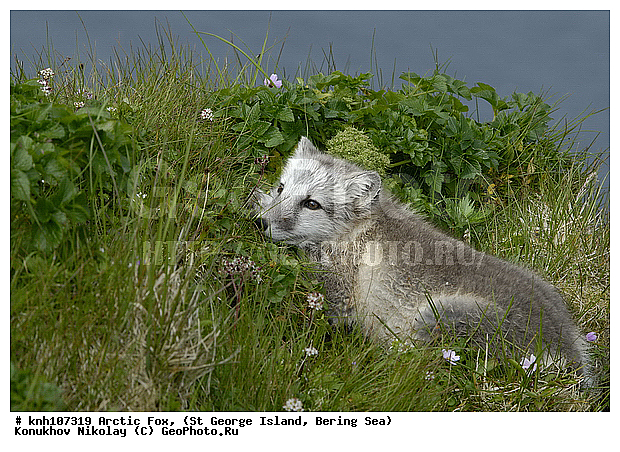 Alopex lagopus, Arctic Fox, ��������� ����, ������ ������� �������, �����, �������������, �����, �����, ������, ���, DONE, ������, �������, ������, Canidae, �������� ������, Vulpes lagopus, ����������� ������� ��������, XYZ, ����������� ����