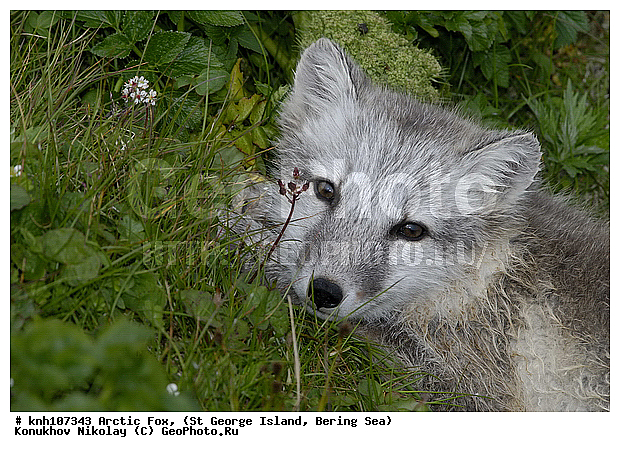 Alopex lagopus, Arctic Fox, ��������� ����, ������ ������� �������, �����, �������������, �����, �����, ������, ���, DONE, ������, �������, ������, Canidae, �������� ������, Vulpes lagopus, ����������� ������� ��������, XYZ, ����������� ����