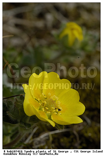 Tundra flowers, ��������� ����, �������� ��������, ������ ������� �������, �������� ������, ������ ��������, �����, ��������,  ���������� ��������,  ������, �����, ������, DONE, ������������, �������, �����������, Rosaceae, Potentilla villosa, ����������� ������� ��������, XYZ