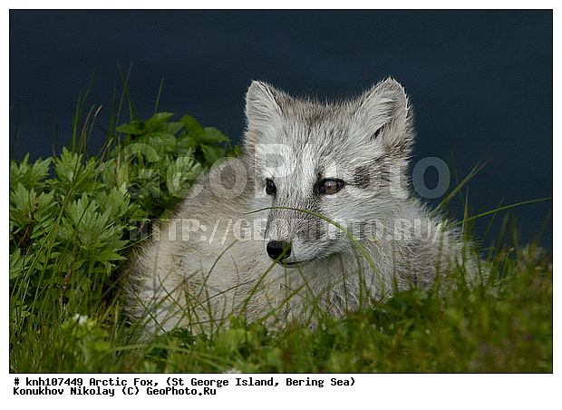 Alopex lagopus, Arctic Fox, ��������� ����, ������ ������� �������, �����, �������������, �����, �����, ������, ���, DONE, ������, �������, ������, Canidae, �������� ������, Vulpes lagopus, ����������� ������� ��������, XYZ, ����������� ����