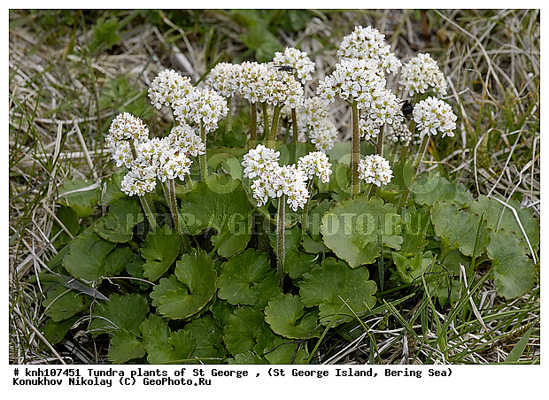 Tundra flowers, ��������� ����, ���������� ��������, ������ ������� �������, �������� ������, ������ ��������, �����, ��������,  ���������� ��������,  ������, �����, DONE, �������������, Saxifragaceae, ���������� ��������, Saxifraga punctata, ����������� ������� ��������, XYZ