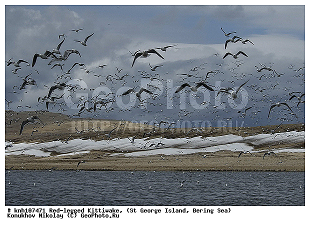 Red-legged Kittiwake, Rissa brevirostris, ��������� ����, ���������, ������ ������� �������, ������� �����, ������� �����, ������, ���, DONE, ��������, Laridae, ����������� ���������, ����������� ������� ��������, XYZ