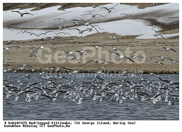 Red-legged Kittiwake, Rissa brevirostris, ��������� ����, ���������, ������ ������� �������, ������� �����, ������� �����, ������, ���, DONE, ��������, Laridae, ����������� ���������, ����������� ������� ��������, XYZ
