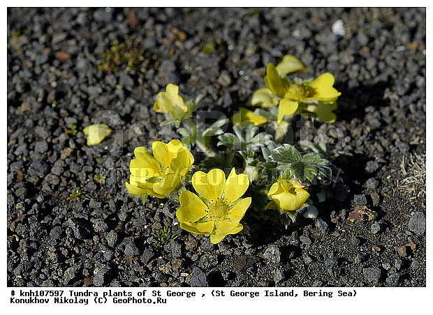 Tundra flowers, ��������� ����, �������� ��������, ������ ������� �������, �������� ������, ������ ��������, �����, ��������,  ���������� ��������,  ������, �����, ������, DONE, ������������, �������, �����������, Rosaceae, Potentilla villosa, ����������� ������� ��������, XYZ