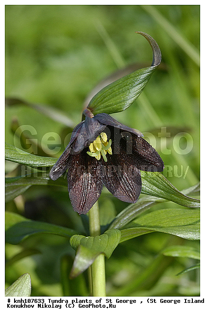Tundra flowers, ��������� ����, ������ ������� �������, �������� ������, ������ ����������, ������ ��������, �����, ��������,  ���������� ��������,  ������, �����, ������, DONE, ��������, Liliaceae, Fritillaria camschatcensis, ���������, ����� ������, ������ �������, ������� ���������, Fritillaria kamtschaticum, ����������� ������� ��������, XYZ