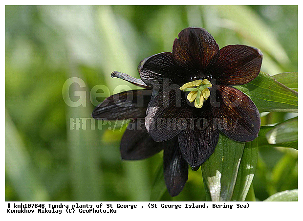 Tundra flowers, ��������� ����, ������ ������� �������, �������� ������, ������ ����������, ������ ��������, �����, ��������,  ���������� ��������,  ������, �����, ������, DONE, ��������, Liliaceae, Fritillaria camschatcensis, ���������, ����� ������, ������ �������, ������� ���������, Fritillaria kamtschaticum, ����������� ������� ��������, XYZ