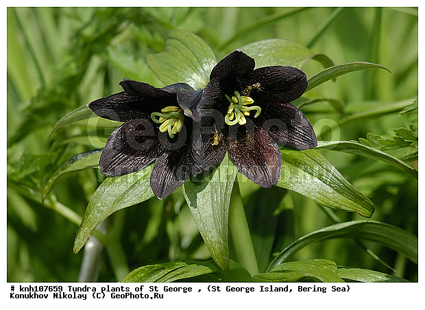 Tundra flowers, ��������� ����, ������ ������� �������, �������� ������, ������ ����������, ������ ��������, �����, ��������,  ���������� ��������,  ������, �����, ������, DONE, ��������, Liliaceae, Fritillaria camschatcensis, ���������, ����� ������, ������ �������, ������� ���������, Fritillaria kamtschaticum, ����������� ������� ��������, XYZ
