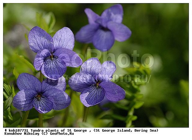 Tundra flowers, ��������� ����, ������ ������� �������, �������� ������, ������ ����������, ������ ��������, �����, ��������,  ���������� ��������,  ������, �����, DONE, ���������, Violaceae, Viola langsdorfii, ����������� ������� ��������, XYZ