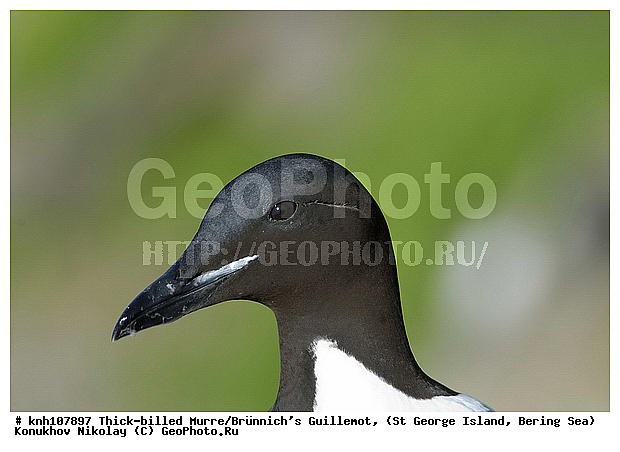 Brunnich�s Guillemot, Thick-billed Murre, Uria lomvia, ��������� ����, ������ ������� �������, ������������ �����, ������� �����, ������� �����, ������, ���, DONE, ����������, Alcidae, ������������� �����, ������� �����, ������� �����, ������, ���, DONE, ����������, Alcidae, ����������� ������� ��������, XYZ