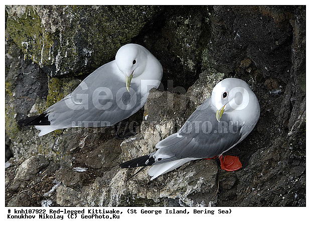 Red-legged Kittiwake, Rissa brevirostris, ��������� ����, ���������, ������ ������� �������, ������� �����, ������� �����, ������, ���, DONE, ��������, Laridae, ����������� ���������, ����������� ������� ��������, XYZ