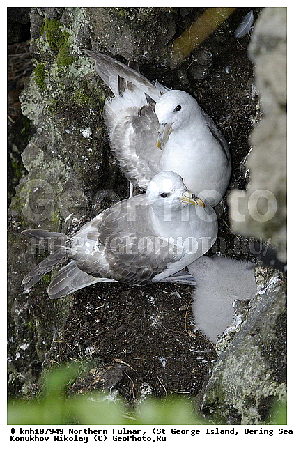 Fulmarus glacialis, Northern Fulmar, ��������� ����, ������, ������ ������� �������, ������� �����, ������� �����, ������, ���, DONE, ���������������, Procellariidae, ����������� ������� ��������, XYZ