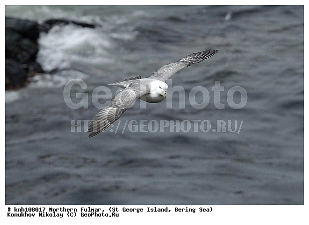 Fulmarus glacialis, Northern Fulmar, ��������� ����, ������, ������ ������� �������, ������� �����, ������� �����, ������, ���, DONE, ���������������, Procellariidae, ����������� ������� ��������, XYZ