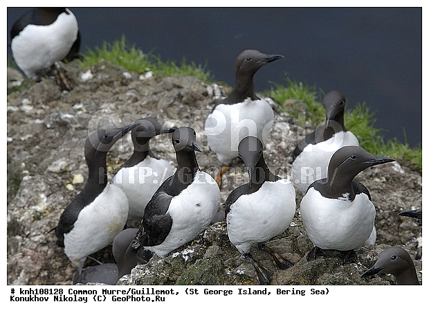 Common Murre, Guillemot, Uria aalge, ��������� ����, ������ ������� �������, ����������� �����, ������� �����, ������� �����, ������, ���, DONE, ����������, Alcidae, ������������ �����, ����������� ������� ��������, XYZ