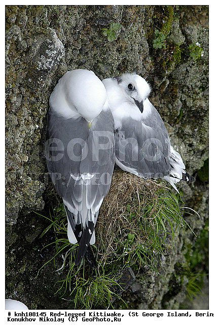 Red-legged Kittiwake, Rissa brevirostris, ��������� ����, ���������, ������ ������� �������, ������� �����, ������� �����, ������, ���, DONE, ��������, Laridae, ����������� ���������, ����������� ������� ��������, XYZ
