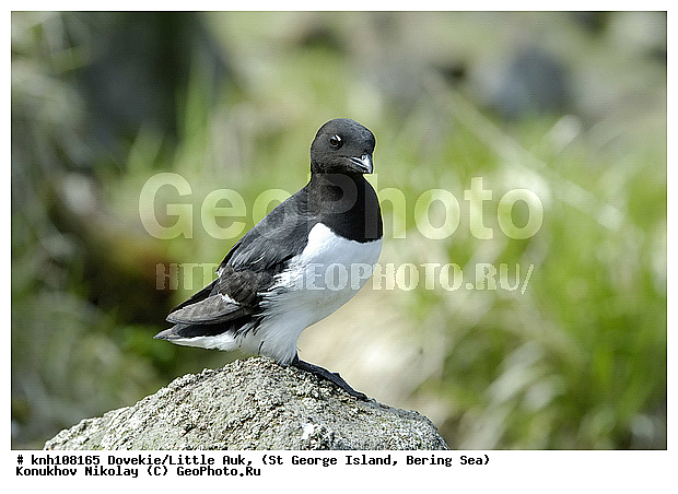 Alle alle, Dovekie, Little Auk, ��������� ����, �����, ������ ������� �������, ������� �����, ������� �����, ������, ���, DONE, ����������, Alcidae, ����� �������, Plautus alle, ����������� ������� ��������, XYZ