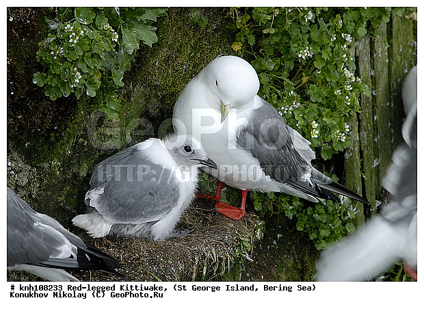 Red-legged Kittiwake, Rissa brevirostris, ��������� ����, ���������, ������ ������� �������, ������� �����, ������� �����, ������, ���, DONE, ��������, Laridae, ����������� ���������, ����������� ������� ��������, XYZ
