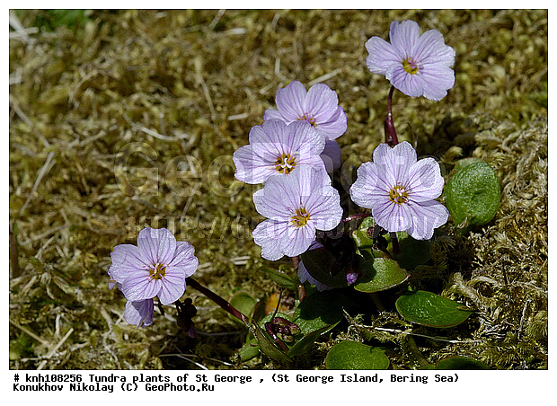 Tundra flowers, ��������� ����, ��������� �����������, ������ ������� �������, �������� ������, ������ ��������, �����, ��������,  ���������� ��������,  ������, �����, ������, DONE, ���������, ������������, Montiaceae, Portulacaceae, Claytonia arctica, ��������� �����������, ����������� ������� ��������, XYZ