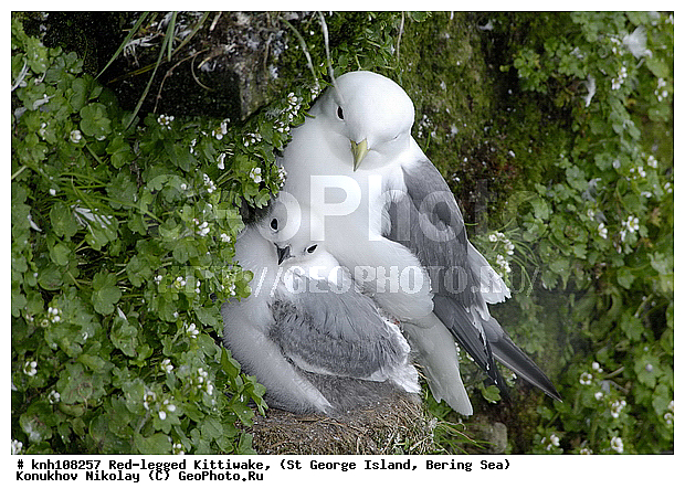 Red-legged Kittiwake, Rissa brevirostris, ��������� ����, ���������, ������ ������� �������, ������� �����, ������� �����, ������, ���, DONE, ��������, Laridae, ����������� ���������, ����������� ������� ��������, XYZ