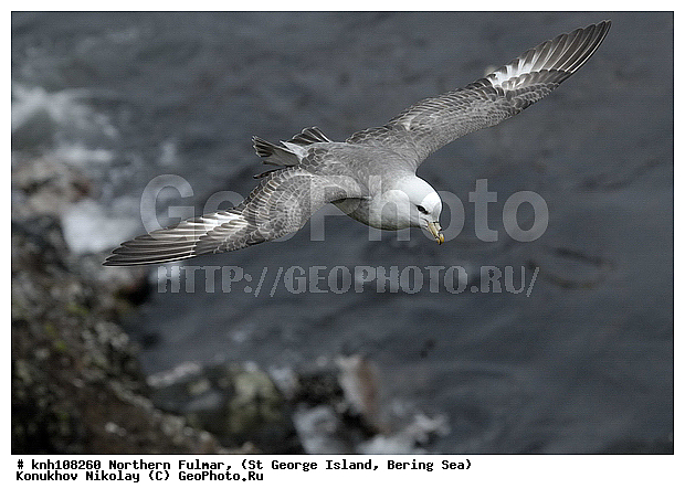 Fulmarus glacialis, Northern Fulmar, ��������� ����, ������, ������ ������� �������, ������� �����, ������� �����, ������, ���, DONE, ���������������, Procellariidae, ����������� ������� ��������, XYZ