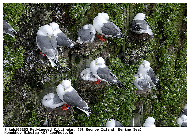 Red-legged Kittiwake, Rissa brevirostris, ��������� ����, ���������, ������ ������� �������, ������� �����, ������� �����, ������, ���, DONE, ��������, Laridae, ����������� ���������, ����������� ������� ��������, XYZ