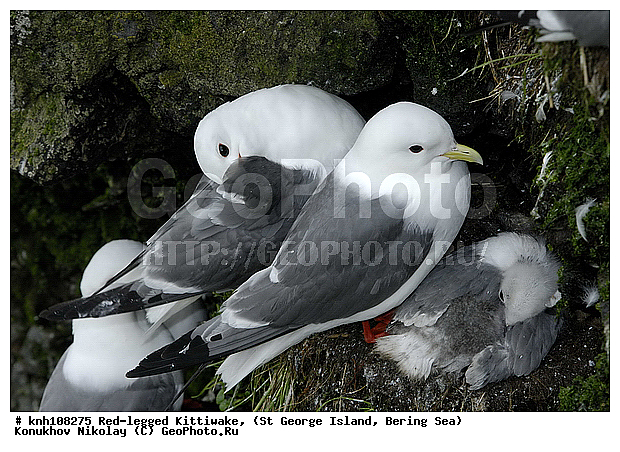 Red-legged Kittiwake, Rissa brevirostris, ��������� ����, ���������, ������ ������� �������, ������� �����, ������� �����, ������, ���, DONE, ��������, Laridae, ����������� ���������, ����������� ������� ��������, XYZ