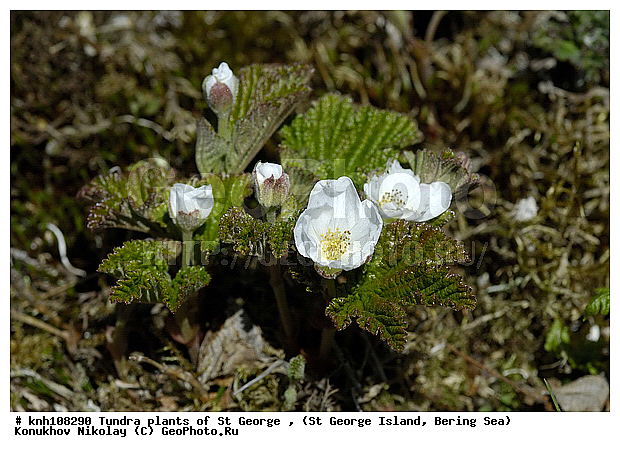 Tundra flowers, ��������� ����, �������, ������ ������� �������, �������� ������, ������ ��������, �����, ��������,  ���������� ��������,  ������, �����, ������, DONE, ������������, �������, �����������, Rosaceae, Rubus chamaemorus, ������� �����������, ������� ������������, ����������� ������� ��������, XYZ