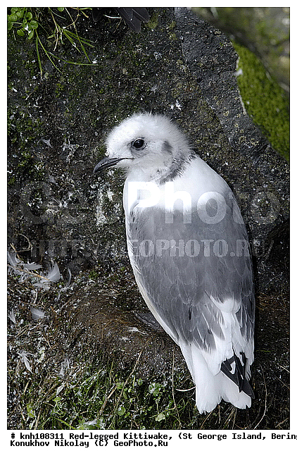 Red-legged Kittiwake, Rissa brevirostris, ��������� ����, ���������, ������ ������� �������, ������� �����, ������� �����, ������, ���, DONE, ��������, Laridae, ����������� ���������, ����������� ������� ��������, XYZ