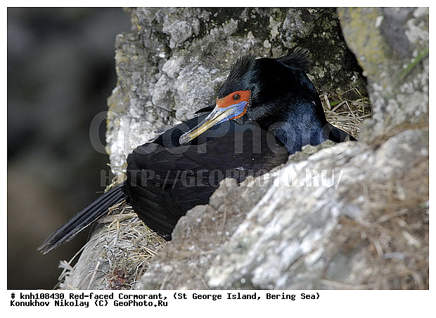 Phalacrocorax urile, Red-faced Cormorant, ��������� ����, ����������� ������, ������ ������� �������, ������� �����, ������� �����, ������, ���, DONE, ����������, Phalacrocoracidae, ����������� ������� ��������, XYZ