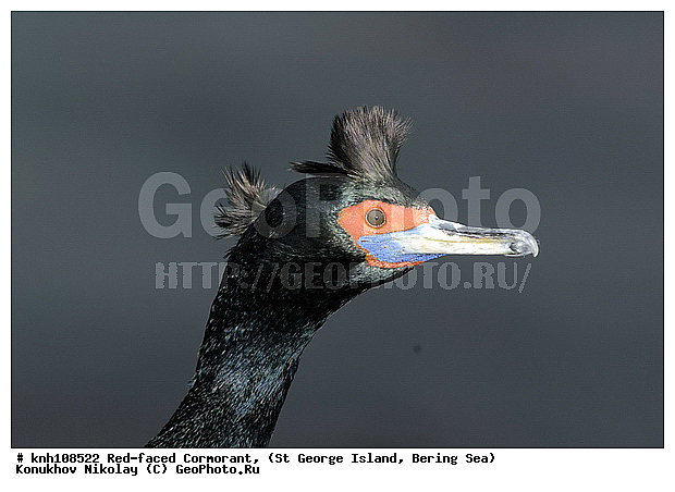 Phalacrocorax urile, Red-faced Cormorant, ��������� ����, ����������� ������, ������ ������� �������, ������� �����, ������� �����, ������, ���, DONE, ����������, Phalacrocoracidae, ����������� ������� ��������, XYZ
