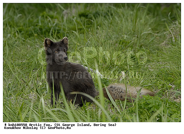 Alopex lagopus, Arctic Fox, ��������� ����, ������ ������� �������, �����, �������������, �����, �����, ������, ���, DONE, ������, �������, ������, Canidae, �������� ������, Vulpes lagopus, ����������� ������� ��������, XYZ, ����������� ����