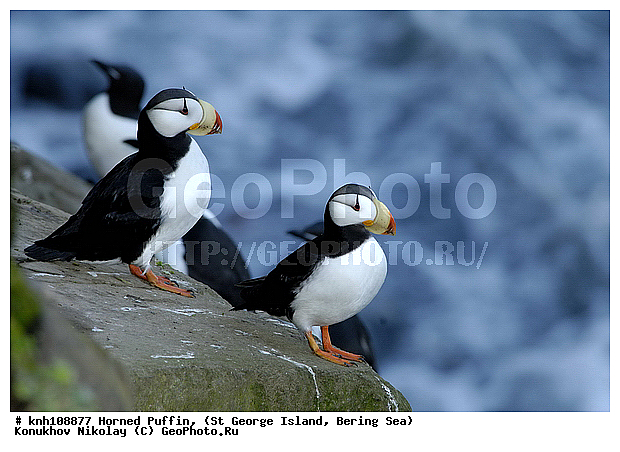 Fratercula corniculata, Horned Puffin, ��������� ����, ������, ������ ������� �������, ����������, Alcidae, ������� �����
, ������������� �������, ������������� �����, DONE, ����������� ������� ��������, XYZ