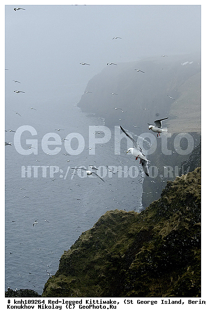 Red-legged Kittiwake, Rissa brevirostris, ��������� ����, ���������, ������ ������� �������, ������� �����, ������� �����, ������, ���, DONE, ��������, Laridae, ����������� ���������, ����������� ������� ��������, XYZ