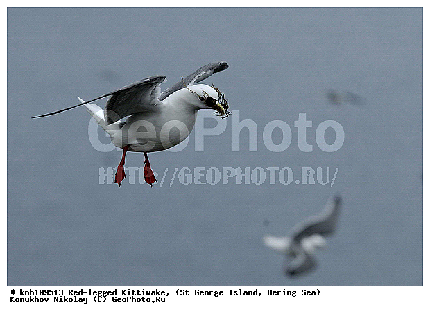 Red-legged Kittiwake, Rissa brevirostris, ��������� ����, ���������, ������ ������� �������, ������� �����, ������� �����, ������, ���, DONE, ��������, Laridae, ����������� ���������, ����������� ������� ��������, XYZ