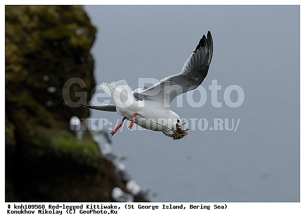 Red-legged Kittiwake, Rissa brevirostris, ��������� ����, ���������, ������ ������� �������, ������� �����, ������� �����, ������, ���, DONE, ��������, Laridae, ����������� ���������, ����������� ������� ��������, XYZ