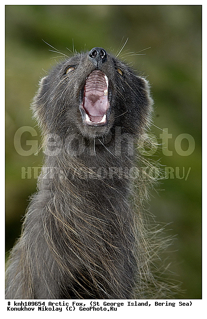 Alopex lagopus, Arctic Fox, ��������� ����, ������ ������� �������, �����, �������������, �����, �����, ������, ���, DONE, ������, �������, ������, Canidae, �������� ������, Vulpes lagopus, ����������� ������� ��������, XYZ, ����������� ����