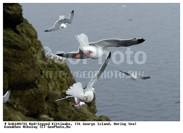 Red-legged Kittiwake, Rissa brevirostris, ��������� ����, ���������, ������ ������� �������, ������� �����, ������� �����, ������, ���, DONE, ��������, Laridae, ����������� ���������, ����������� ������� ��������, XYZ