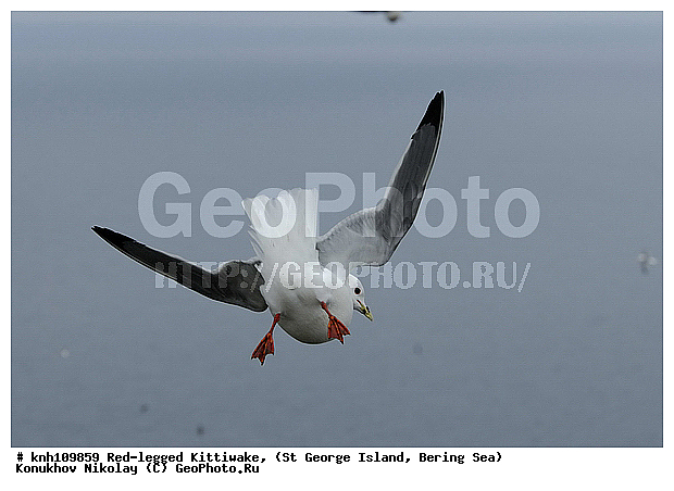 Red-legged Kittiwake, Rissa brevirostris, ��������� ����, ���������, ������ ������� �������, ������� �����, ������� �����, ������, ���, DONE, ��������, Laridae, ����������� ���������, ����������� ������� ��������, XYZ