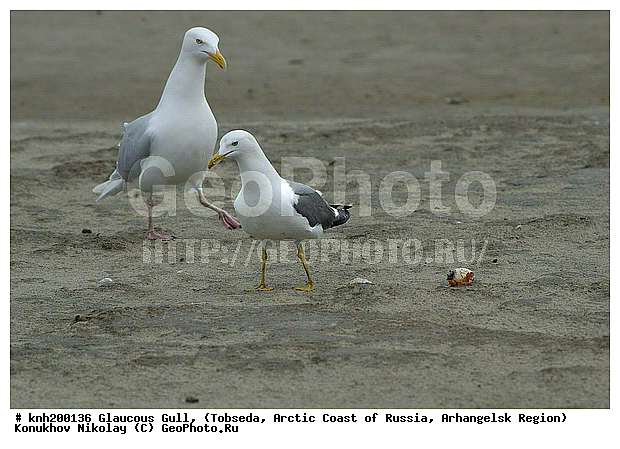 Glaucous Gull, Larus hyperboreus, ����������� ���������, ������������� �������, ����������, �������, ��������, Laridae, ������� �����, ������� �����, DONE, �����, Larus heuglini, ��������� �����, �������-��������� �����, XYZ