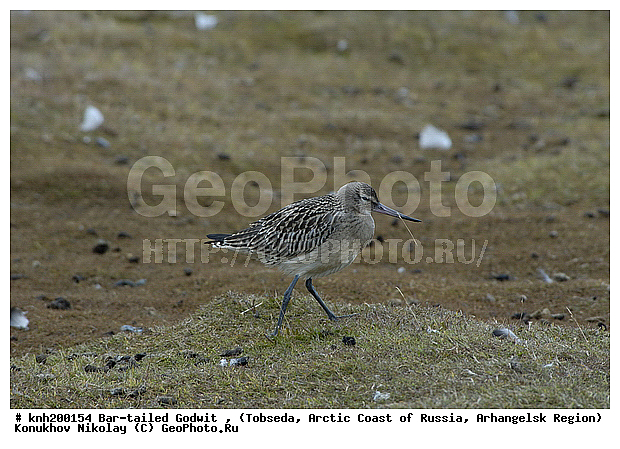Bar-tailed Godwit, Limosa lapponica, ����������� ���������, ������������� �������, ����� ����������, �������, ���������, Scolopacidae, �����, �����, �����, ������, DONE, XYZ