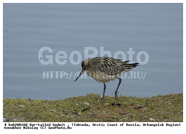 Bar-tailed Godwit, Limosa lapponica, ����������� ���������, ������������� �������, ����� ����������, �������, ���������, Scolopacidae, �����, �����, �����, ������, DONE, XYZ