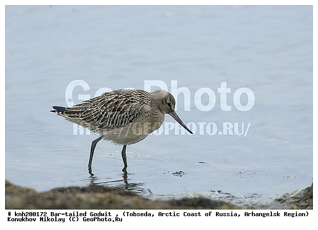 Bar-tailed Godwit, Limosa lapponica, ����������� ���������, ������������� �������, ����� ����������, �������, ���������, Scolopacidae, �����, �����, �����, ������, DONE, XYZ
